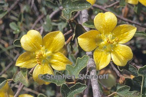 fremontodendron californicum ssp decumbens 1 graphic